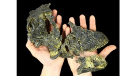 Быт юрского периода: останки диплодока Эндрю раскрыли новые данные о юности травоядных динозавров
