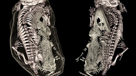 В норе триасового периода обнаружена необычная "двойная" окаменелость