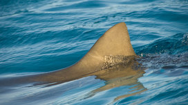 У берегов Сахалина рыбаки сняли на видео белую акулу