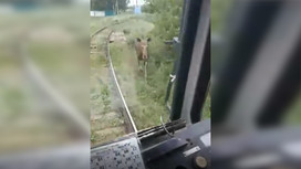 В Салавате лось напал на трамвай