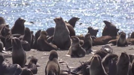 На острове Тюлений спасают морских млекопитающих, пострадавших от мусора