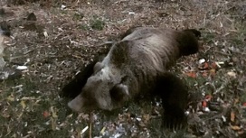 Туристку спасли из лап напавшего на нее медведя на Камчатке