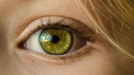 У млекопитающих есть гены, способные восстанавливать сетчатку глаза.