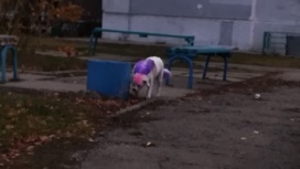 По Тольятти гуляет розово-фиолетовая собака