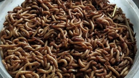 ЕС одобрил поедание мучных червей человеком