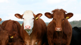 В России биологи впервые получили потомство от клонированной коровы