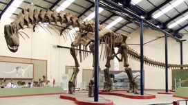 Новый динозавр крупнее даже аргентинозавра (на фото).
