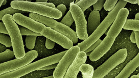 Бактерии E. coli (на иллюстрации) часто встречаются в кишечнике животных и людей. Некоторые из множества их штаммов могут быть причиной болезней.