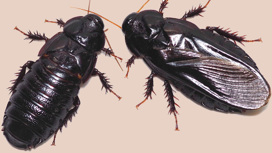 Тараканы съедают крылья друг друга в знак "вечной любви"