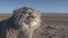 В Даурском заповеднике на видео попал зевающий манул