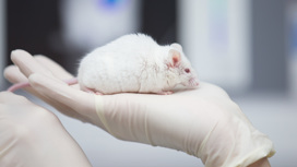 Буквально беспроводная: работу мозга мыши впервые изучили "по воздуху"