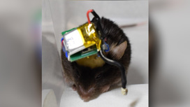 Вес нового устройства не превышает 15% веса лабораторной мыши.