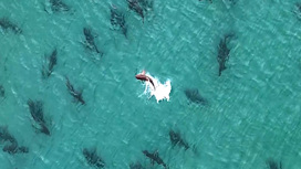 У побережья Флориды обнаружено огромное скопление акул. Видео