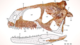 Строение черепа L. aliocranianus. Серым обозначены не сохранившиеся фрагменты.