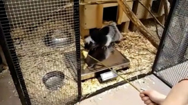 В Московском зоопарке филиппинская крыса прошла первое взвешивание