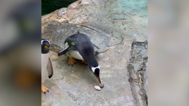 Помолвка в зоопарке: московские пингвины дарят "ювелирку" возлюбленным