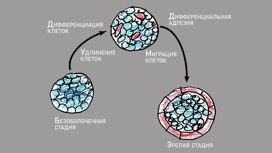 Предполагаемые стадии жизненного цикла B. brasieri. Голубым обозначены сферические клетки, розовым - продолговатые.