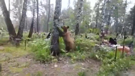 Прогулки закончились: медведей-соседей у Назарова ликвидируют