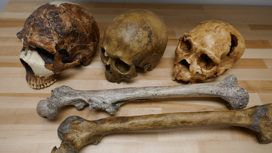 Черепа и бедренные кости представителей рода Homo. Сотни тысяч лет эволюции привели к увеличению размеров не только черепа, но и всего тела человека.
