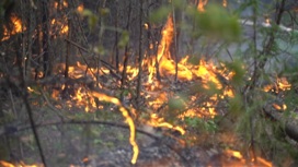 В Свердловскую область направлены дополнительные силы для тушения торфяного пожара