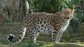 Фотоловушки для наблюдения за леопардом установили восточнее Транссиба