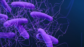 Это бактерия вида Clostridium difficile, которая вызывает тяжелую диарею и воспаление кишечника. Исследователи обнаружили, что кишечные микробы долгожителей сильно подавляют ее рост.