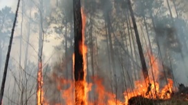 Пожарные Чувашии отправились в Мордовию на тушение лесного пожара