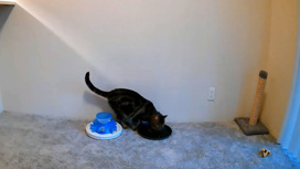 Лень-матушка: коты предпочитают получать еду просто так, не напрягаясь