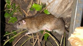 В Воронеже гигантские крысы свили гнездо