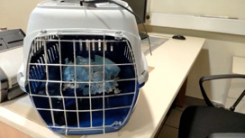 Собаку в аэропорту потеряли во время загрузки в багаж