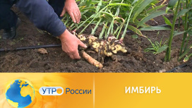 Чай из имбиря: и вкусно, и полезно