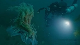 Кадры завораживают: приморский дайвер заснял гигантскую медузу
