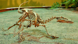 Найдены следы пробежки самых быстрых двуногих динозавров