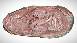 Фото окаменелости, которая считается одним из самых полных когда-либо обнаруженных эмбрионов динозавров.