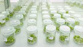 25 000 образцов земляники и винограда содержатся в данный момент в лаборатории КФУ.