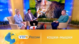 Любопытные факты о кошках и собаках от Ивана Затевахина