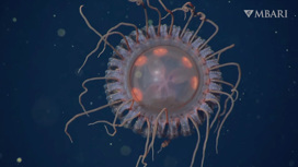 Глубоководная медуза завораживающей красоты оказалась представителем нового вида