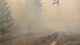 В Курганской области из-за лесных пожаров эвакуировали около 900 человек