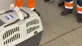 Хозяйка сданного в багаж в самолете пса сообщила о его гибели