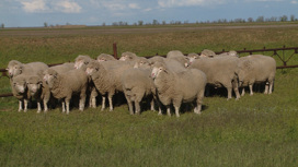 Палласовские овцеводы готовятся к всероссийской выставке