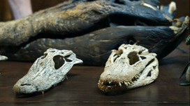 Установка Токамак и тайна черепа крокодила