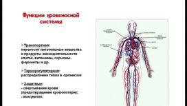 Сердечно-сосудистая система (Анатомия и физиология человека)