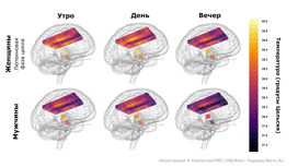Сравнение мозга мужчин и женщин в разное время дня и в разные дни. Жёлтым цветом показаны более высокие температуры.