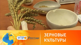 В России выводят новые сорта зерновых культур