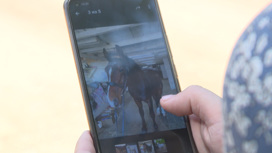 В Иркутске продолжаются поиски двух коней, которых похитили из конюшни в Ершах