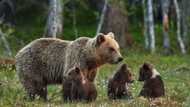 Медведица с потомством бродит рядом с жилым районом Петрозаводска
