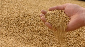 Турция начала расследование о происхождении зерна с сухогруза "Жибек жолы"