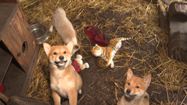 Два щенка и два лисенка живут в одном вольере "Дома природы" в Иркутске