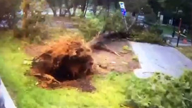 Дерево убило мужчину во время урагана