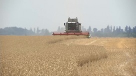 Почти на треть снизился экспорт украинского зерна